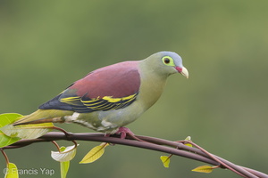 Thick-billed Green Pigeon-181102-112ND500-FYP_9320-W.jpg