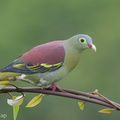 Thick-billed_Green_Pigeon-181102-112ND500-FYP_9320-W.jpg