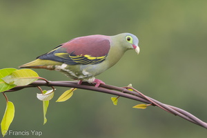 Thick-billed Green Pigeon-181102-112ND500-FYP_9329-W.jpg