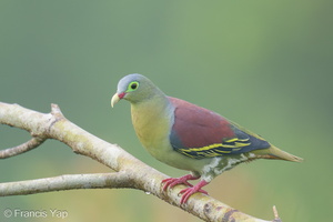 Thick-billed Green Pigeon-240607-231MSDCF-FYP07780-W