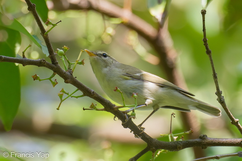 Two-barred_Warbler-240506-227MSDCF-FYP06395-W.jpg