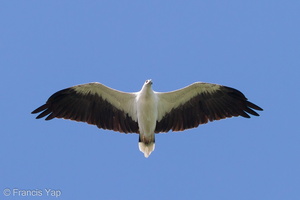 White-bellied Sea Eagle-100731-102EOS7D-IMG_3037-W.jpg
