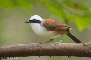 White-crested Laughingthrush-180721-110ND500-FYP_3070-W.jpg