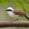 White-crested_Laughingthrush-180721-110ND500-FYP_3070-W.jpg