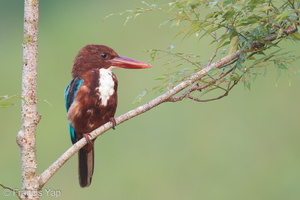 White-throated Kingfisher-110406-101EOS1D-FYAP7265-W.jpg