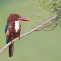 White-throated_Kingfisher-110406-101EOS1D-FYAP7265-W.jpg