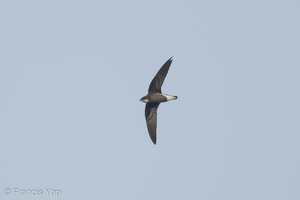 White-throated Needletail-171025-105ND500-FYP_2646-W.jpg