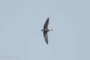 White-throated Needletail-171025-105ND500-FYP_2647-W.jpg