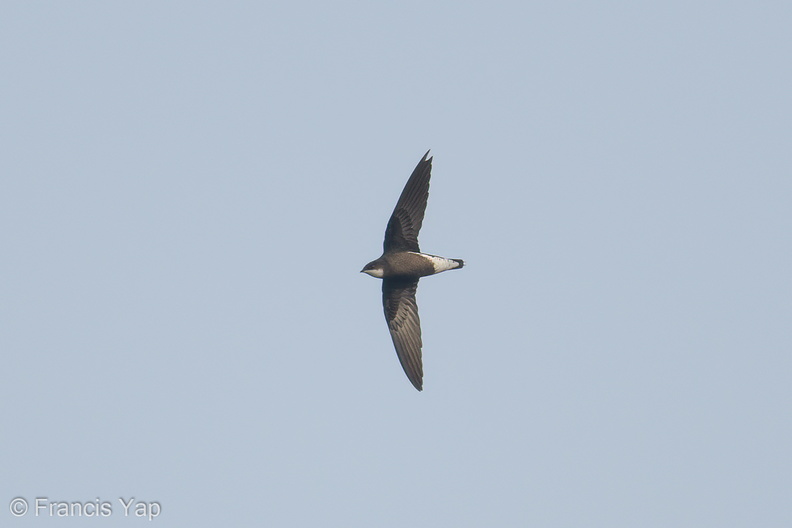White-throated_Needletail-171025-105ND500-FYP_2647-W.jpg