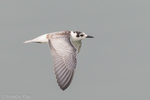 White-winged Tern-131102-111EOS1D-FY1X3101-W.jpg