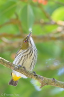Yellow-vented Flowerpecker-190112-115ND500-FYP_0017-W.jpg