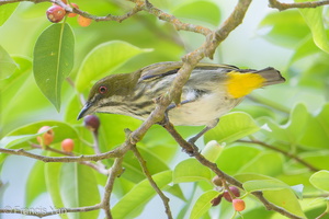 Yellow-vented Flowerpecker-190112-115ND500-FYP_0241-W.jpg