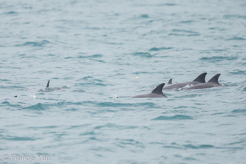 Indo-Pacific_Bottlenose_Dolphin-120923-101EOS1D-FY1X9198-W.jpg