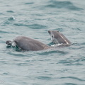 Indo-Pacific_Bottlenose_Dolphin-120923-101EOS1D-FY1X9205-W.jpg