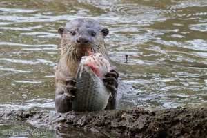Smooth-coated Otter-100905-103EOS7D-IMG 0566-W