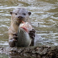 Smooth-coated_Otter-100905-103EOS7D-IMG_0566-W.jpg