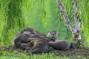 Smooth-coated Otter-150421-120EOS1D-FY1X6834-W