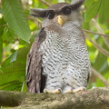 Barred_Eagle-Owl-190815-118EOS1D-F1X29147-W.jpg
