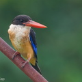 Black-capped_Kingfisher-230113-164MSDCF-FYP00179-W.jpg