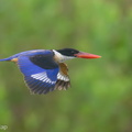 Black-capped_Kingfisher-230118-165MSDCF-FYP00086-W.jpg