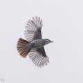 Black-winged_Flycatcher-shrike-190714-118ND500-FYP_6270-W.jpg