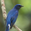 Blue-and-white_Flycatcher-211205-130MSDCF-FRY07555-W.jpg