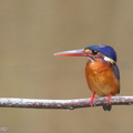 Blue-eared_Kingfisher-140214-114EOS1D-FY1X0046-W.jpg