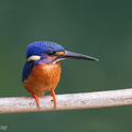 Blue-eared_Kingfisher-191013-100MSDCF-FYP07222-W.jpg