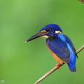 Blue-eared_Kingfisher-230613-206MSDCF-FYP08031-W.jpg