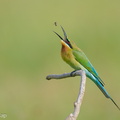 Blue-tailed_Bee-eater-210131-129MSDCF-FYP08305-W.jpg