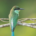 Blue-throated_Bee-eater-110715-104EOS1D-FYAP0405-W.jpg
