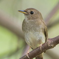Brown-chested_Jungle_Flycatcher-140410-115EOS1D-FY1X4695-W.jpg