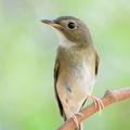 Brown-chested_Jungle_Flycatcher-191011-100MSDCF-FYP05716-W.jpg