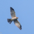 Chinese_Sparrowhawk-201031-122MSDCF-FYP01002-W.jpg