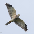 Chinese_Sparrowhawk-211017-123MSDCF-FRY05514-W.jpg