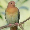Cinnamon-headed_Green_Pigeon-160302-102EOS5D-FY5S3457-W.jpg