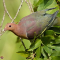Cinnamon-headed_Green_Pigeon-160306-102EOS5D-FY5S3559-W.jpg