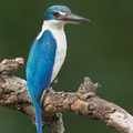 Collared_Kingfisher-140628-117EOS1D-FY1X3942-W.jpg