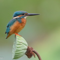Common_Kingfisher-171219-106ND500-FYP_6643-W.jpg