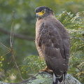 Crested_Serpent_Eagle-140929-118EOS1D-FY1X6959-W.jpg