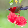 Crimson_Sunbird-100904-102EOS7D-IMG_9380-W.jpg