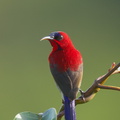 Crimson_Sunbird-171110-115EOS1D-F1X21760-W.jpg