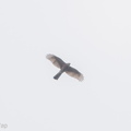 Eurasian_Sparrowhawk-171126-106ND500-FYP_0199-W.jpg