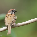 Eurasian_Tree_Sparrow-210303-101MSDCF-FRY05601-W.jpg