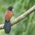 Greater_Coucal-120516-111EOS1D-FYAP1788-W.jpg