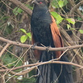 Greater_Coucal-210318-105MSDCF-FRY00110-W.jpg