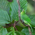 Greater_Green_Leafbird-110512-102EOS1D-FYAP7514-W.jpg