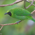 Greater_Green_Leafbird-150506-120EOS1D-FY1X9782-W.jpg