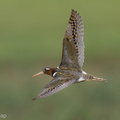 Greater_Painted-snipe-210605-112MSDCF-FRY03278-W.jpg