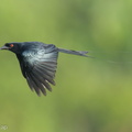 Greater_Racket-tailed_Drongo-230106-163MSDCF-FYP02967-W.jpg